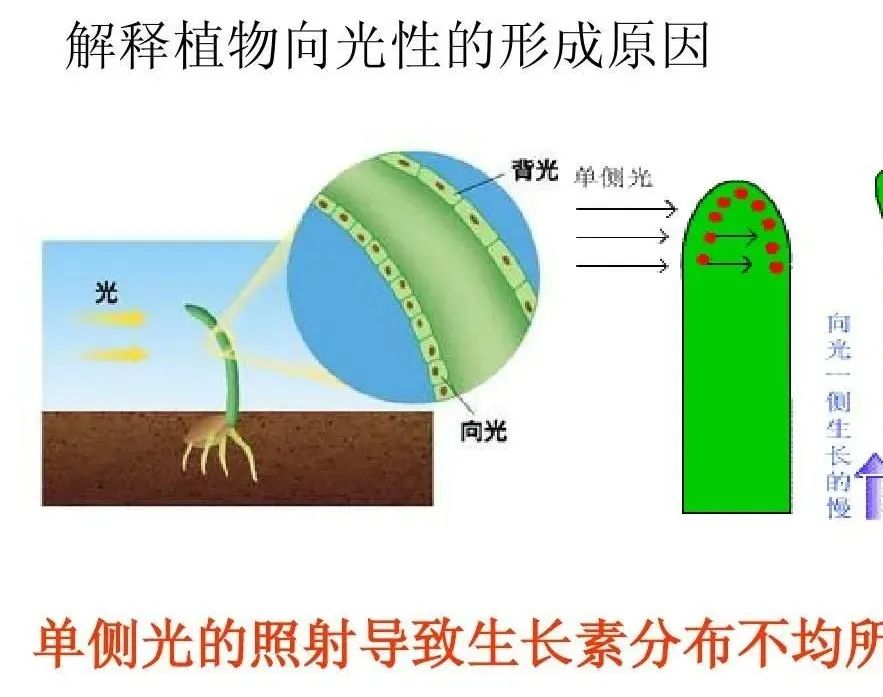 植物是否和动物一样,有听、视、嗅和味等“觉”? - 哔哩哔哩