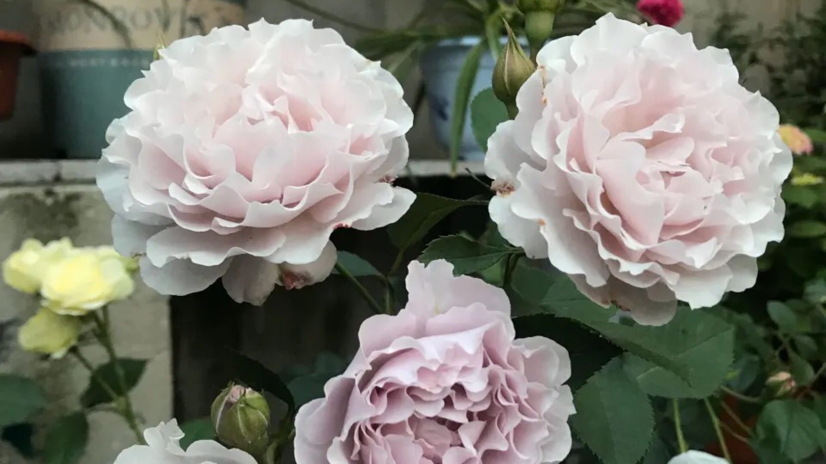 如何使盆栽的月季花长势强壮株型饱满开花多 哔哩哔哩