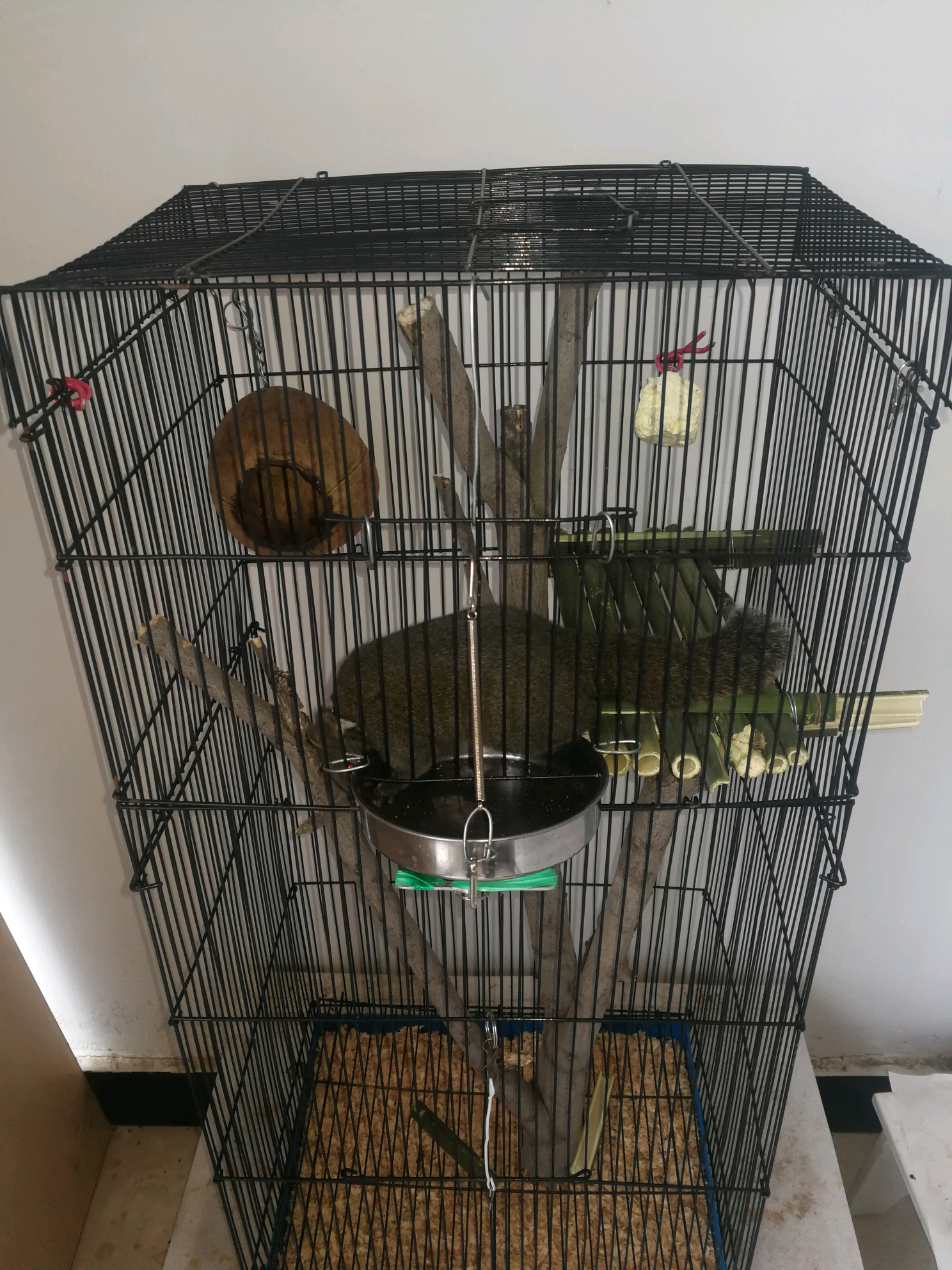 如何有效利用身边的材料主要得有那时间自制精美宠物笼松鼠类