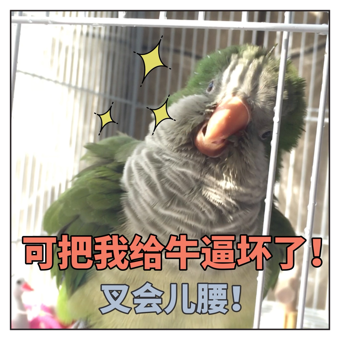 揪是這隻鳥——沙雕鸚鵡表情包3