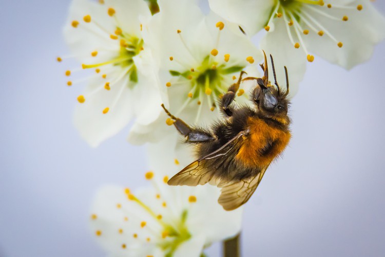 蜜蜂采蜜 蜜蜂采蜜是什么行为