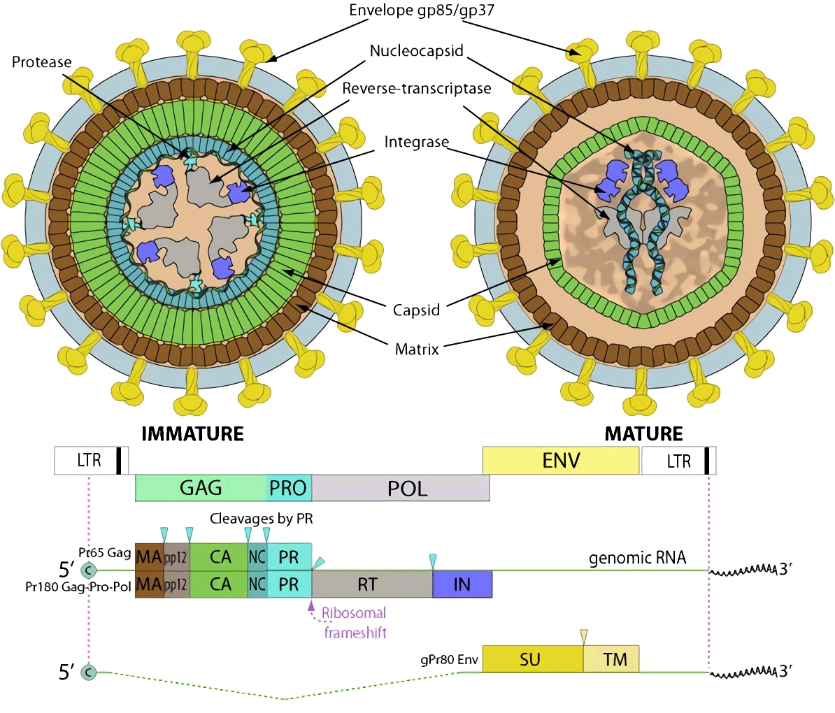 经典的丙型逆转录病毒 gammaretrovirus 鼠白血病病毒 mlv 哔哩哔哩