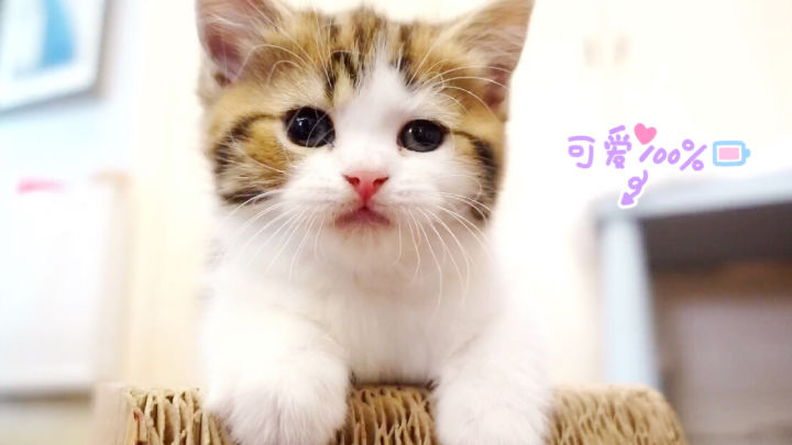 猫咪太高冷不让抱怎么办?用温暖和爱去感化它