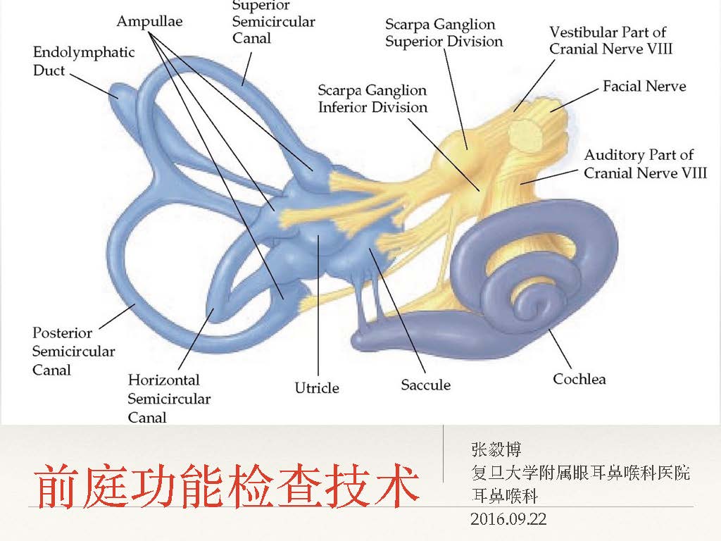 前庭功能检查技术 - 哔哩哔哩