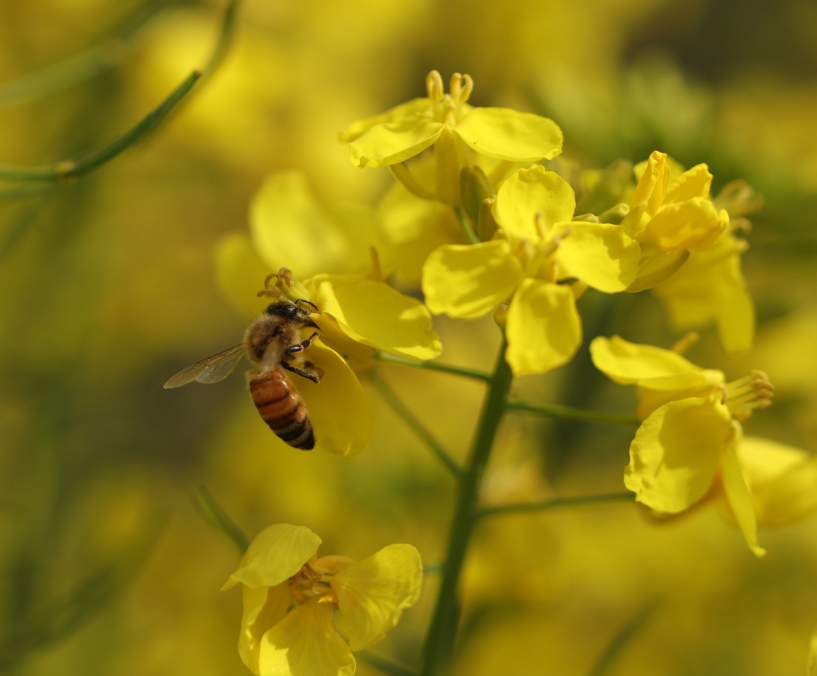 我的腾龙微距90mm2.8vc镜头