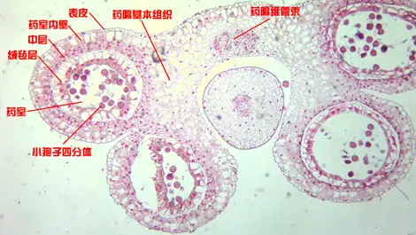 被子植物的生殖结构 哔哩哔哩