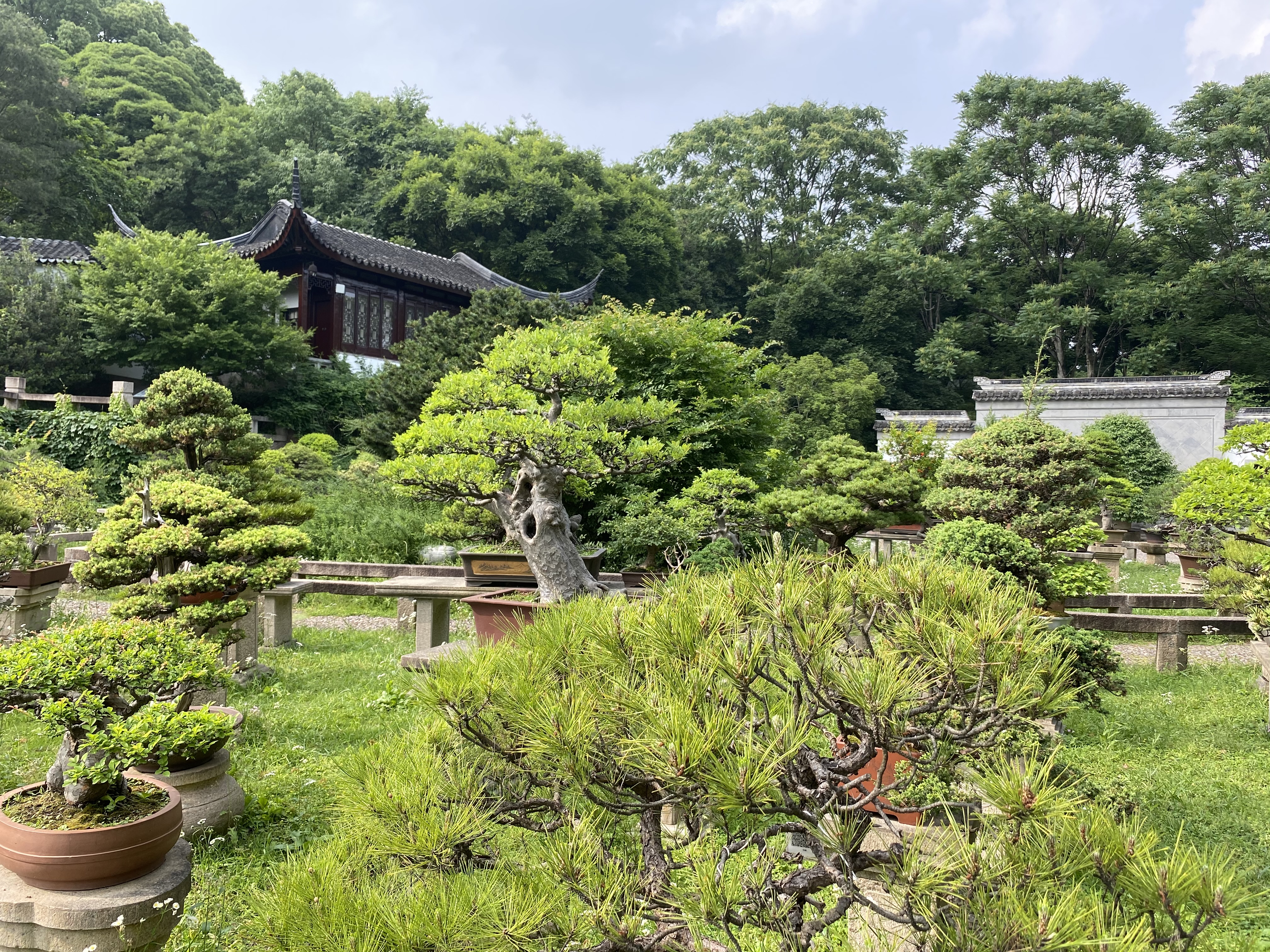 本文为我原创 本文禁止转载或摘编 苏州 江苏 苏州园林 虎丘山风景