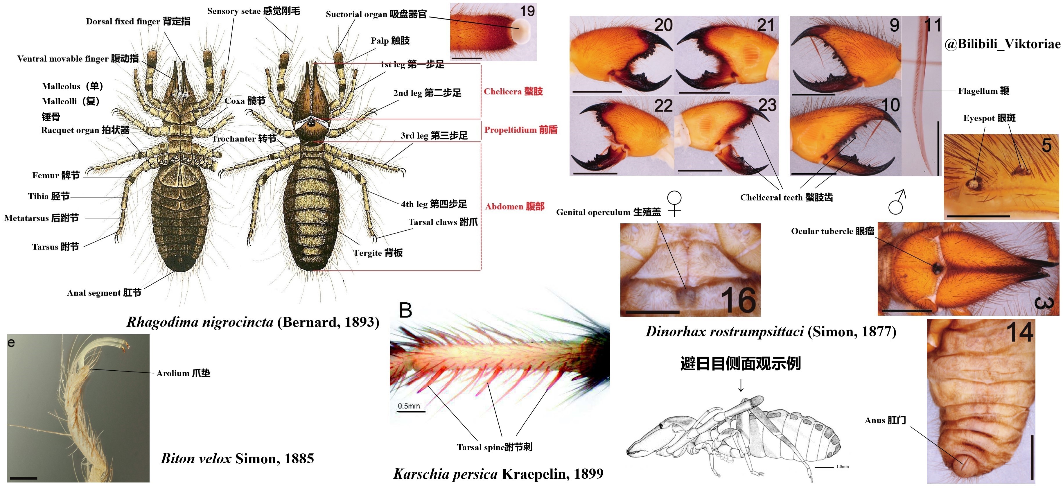 【其它生物】避日目（Solifugae）简介与里海盔日蛛（Galeodes caspius）荧光观察 哔哩哔哩