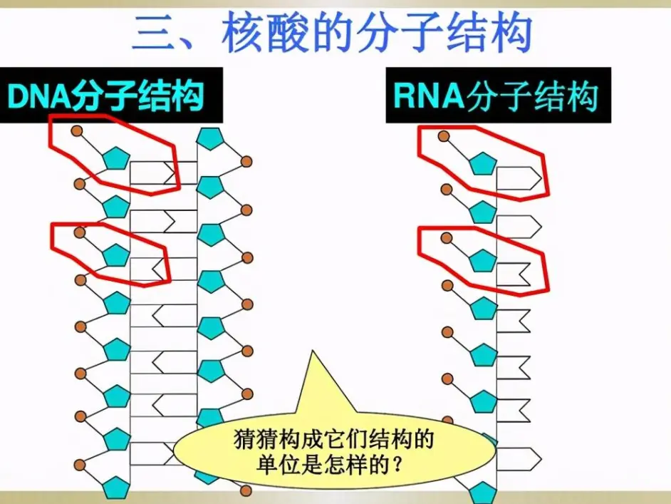 什么是rna 哔哩哔哩