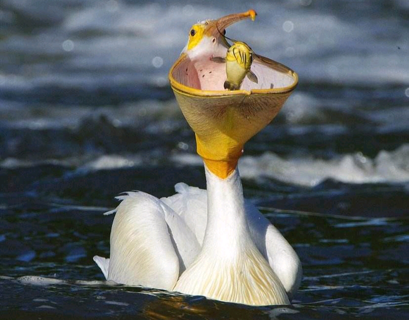 以物观人——动物续集(短篇集):鹈鹕与鱼