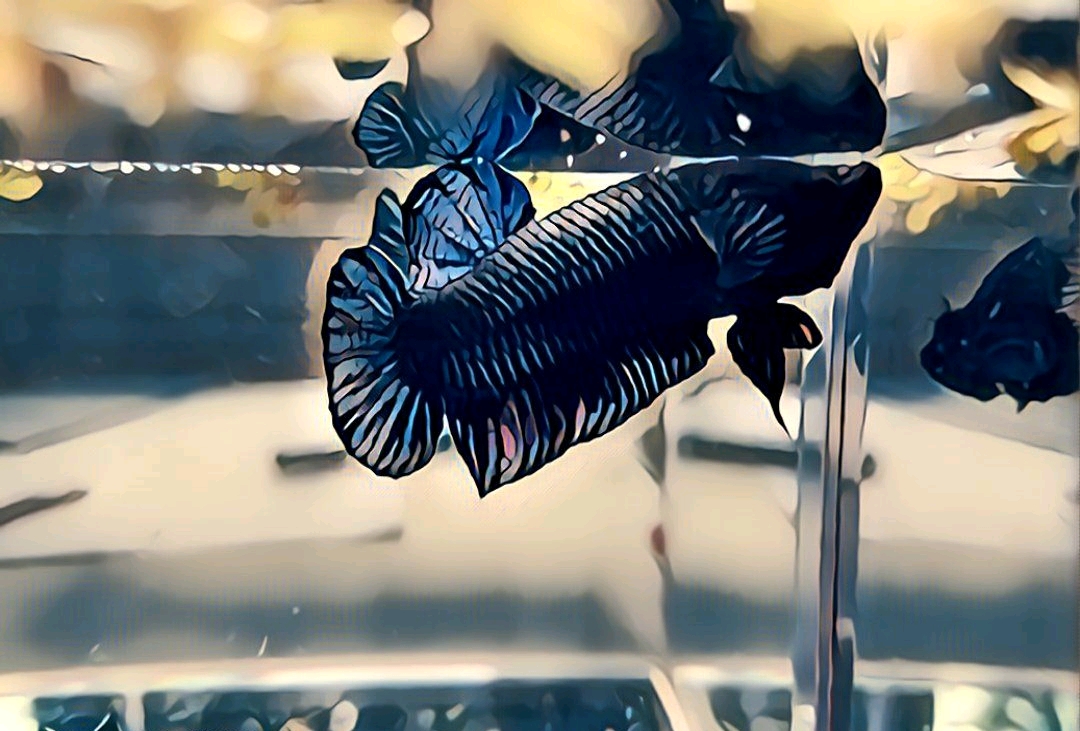 动物头像壁纸泰国斗鱼观赏鱼壁纸头像