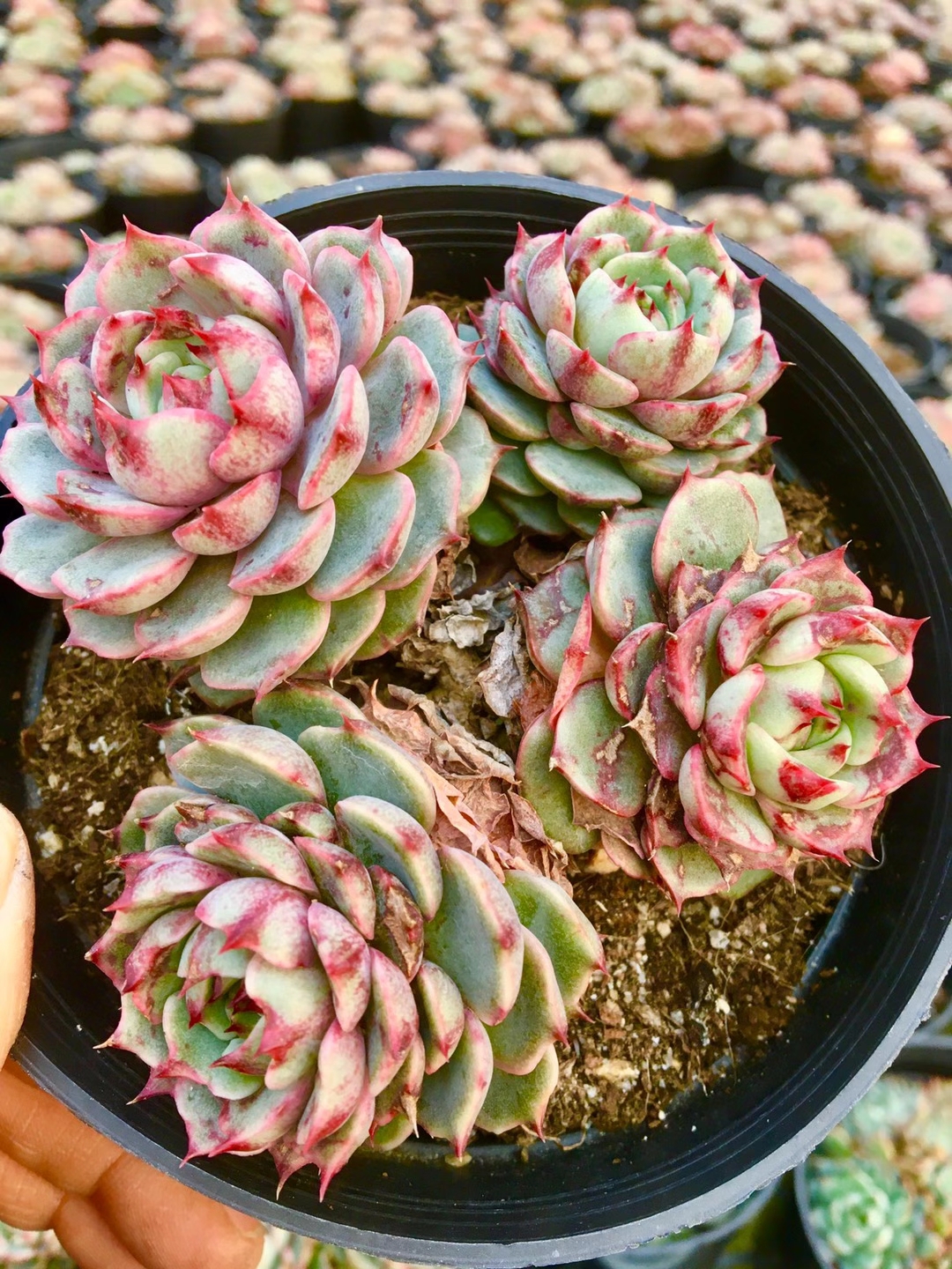 想要把多肉养成包子型 又胖又好看 这3点要懂得 哔哩哔哩