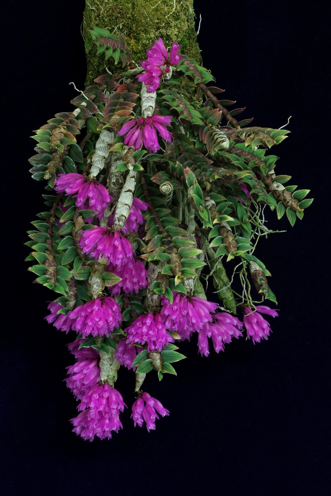 兰花61假鳞茎orchidspseudobulbs