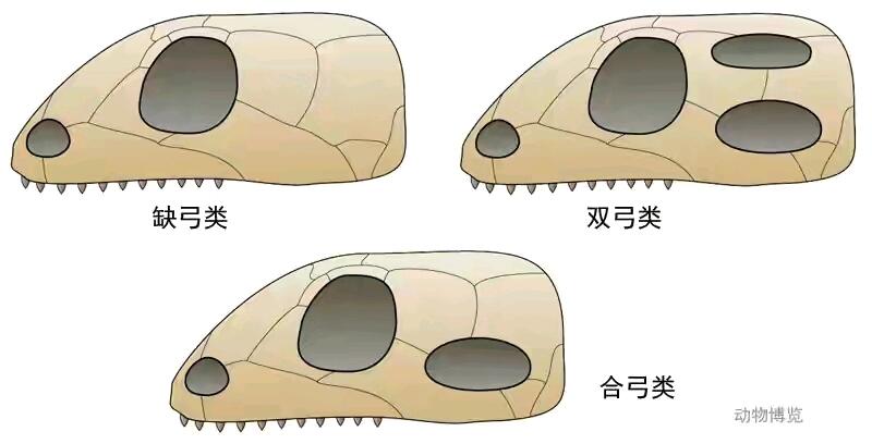 浅谈蛇类的定义 - 哔哩哔哩