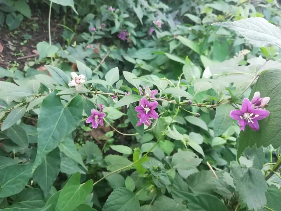 枸杞花开 低入尘埃 铭记那些如草如芥的苍生 哔哩哔哩