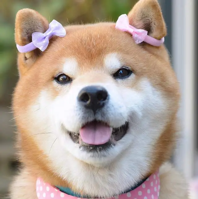 买柴犬之前需要注意哪些细节 别等人家说啥就信啥 哔哩哔哩