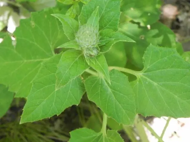 日本战国 平六算盘打得响 哔哩哔哩