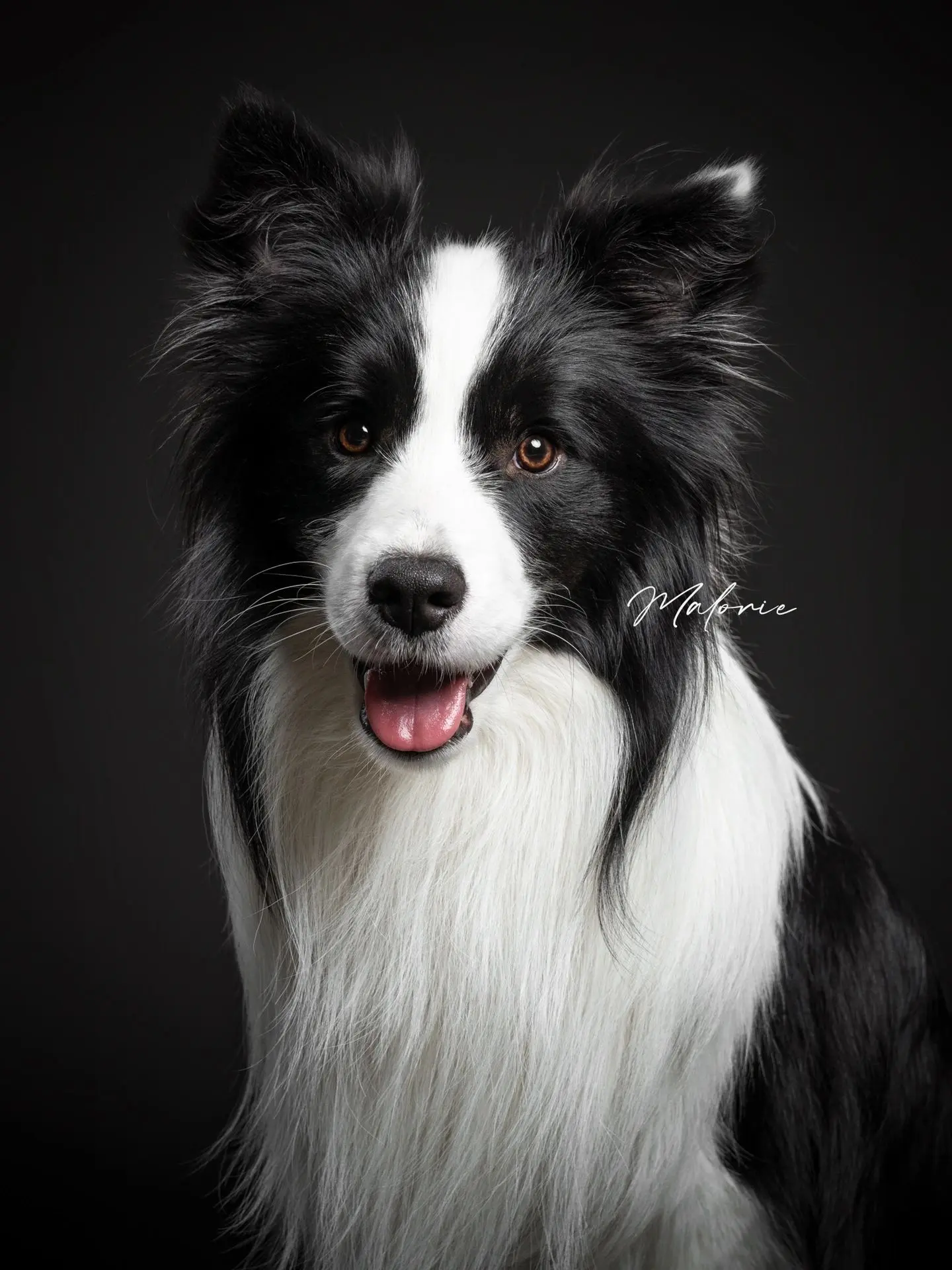 边牧高清图分享