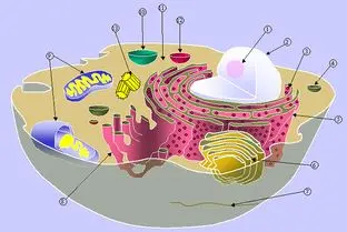 提分必备 高中生物 易错点汇总 史上最全 哔哩哔哩