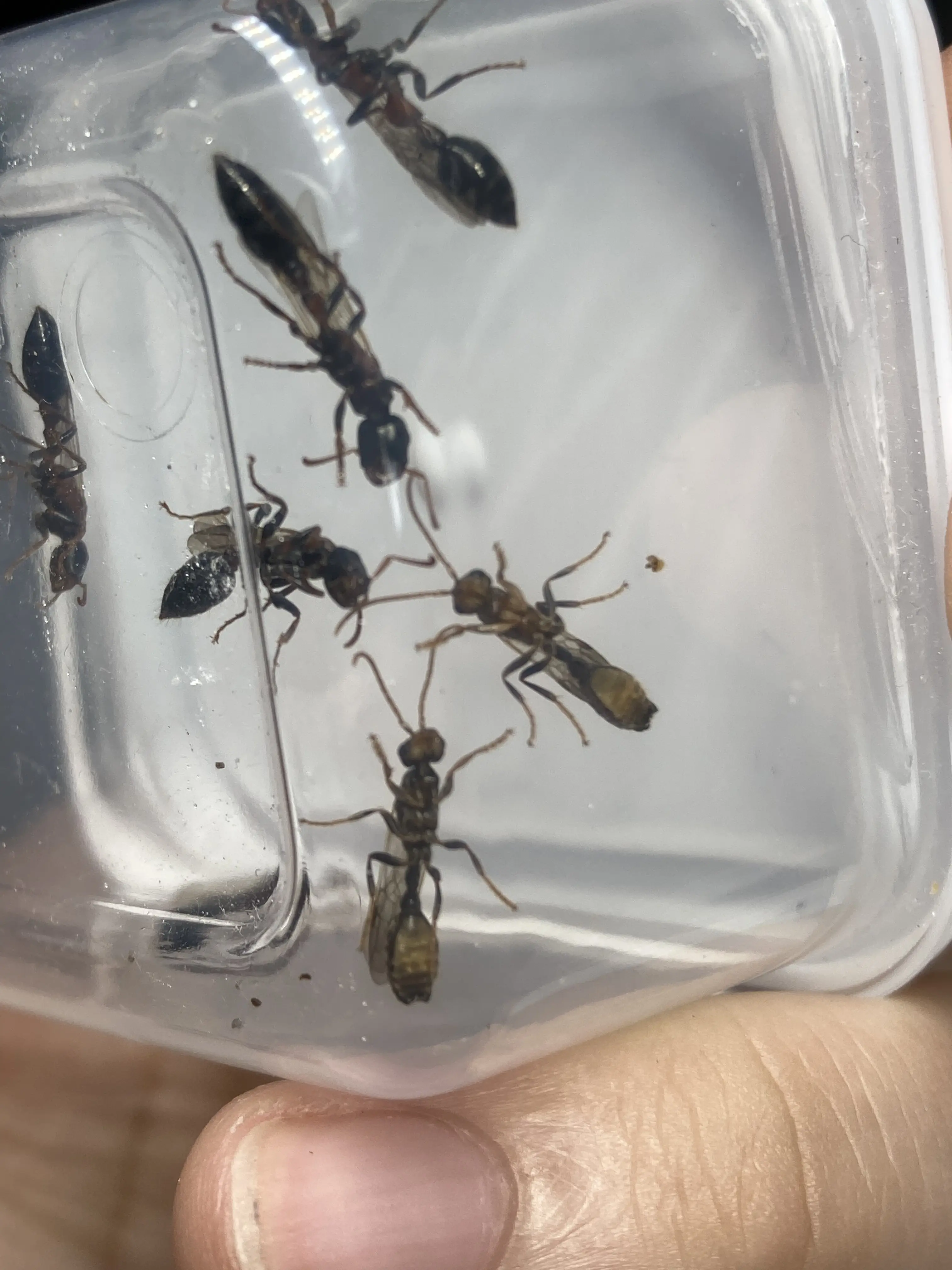 红黑细长蚁的嵌合体 - 哔哩哔哩