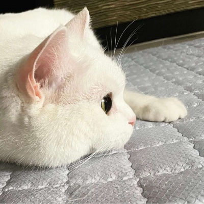 苏瓷:唯美可爱宠物头像(猫咪 卡哇伊 宠物)