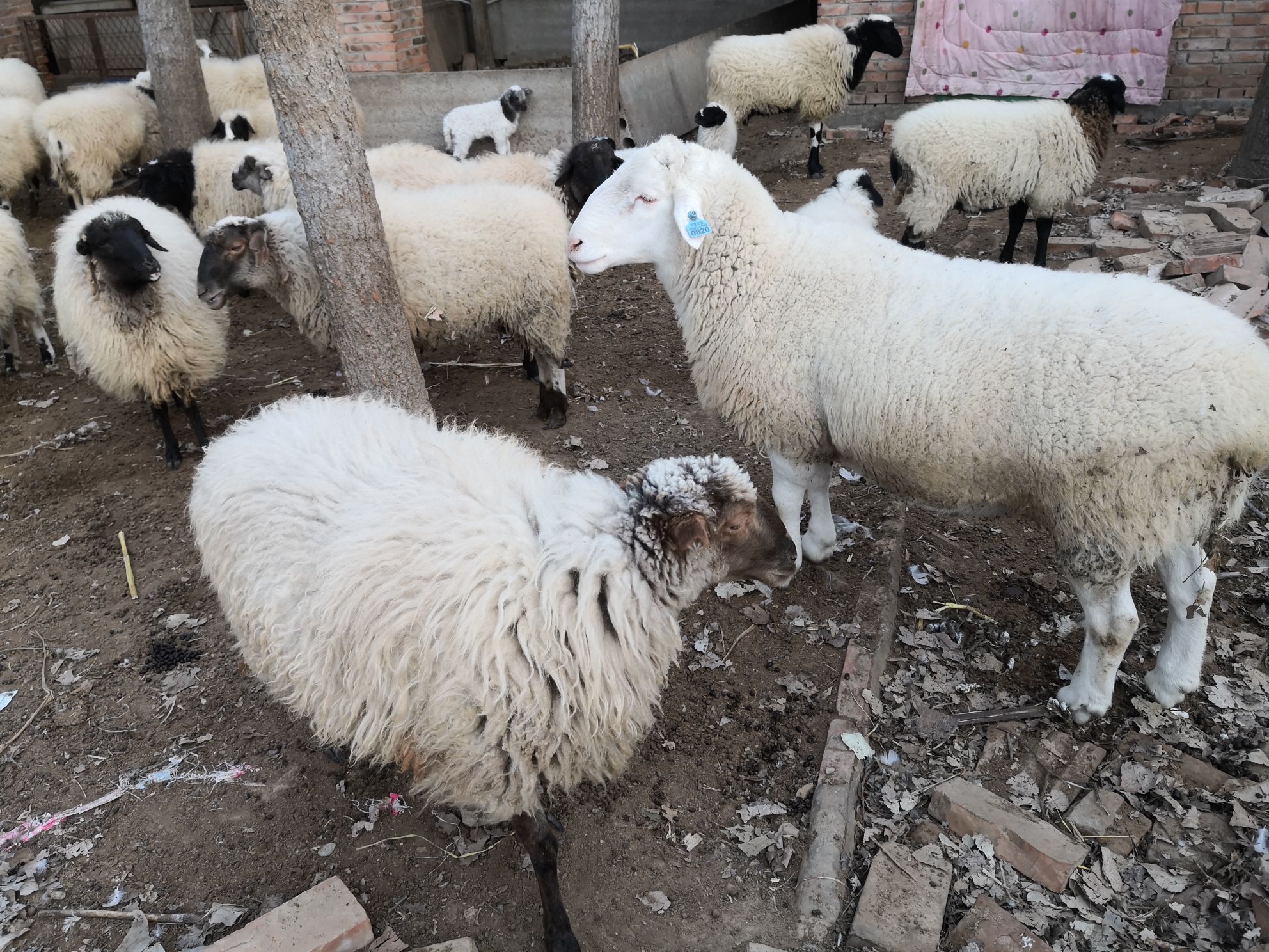 一例羊胃积食低食的案例