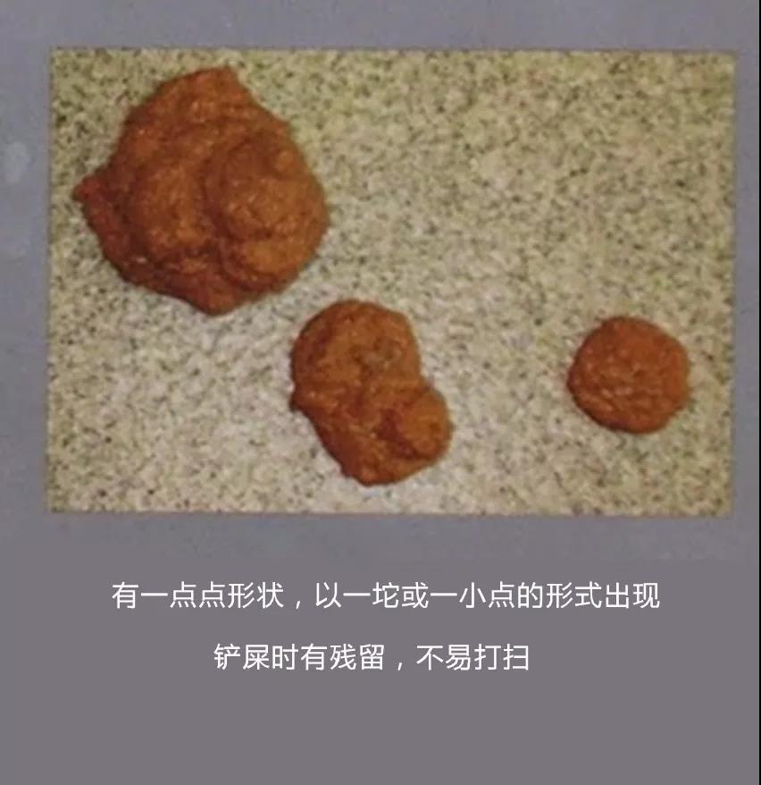 【功课】猫软便、拉肚子是由什么引起的?