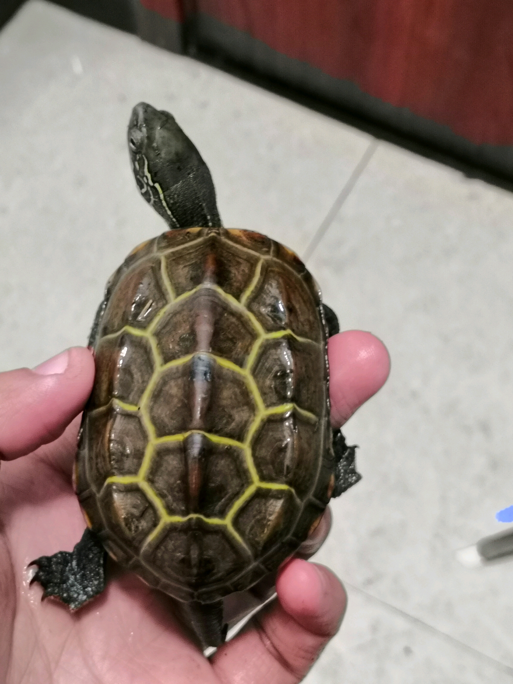 新入一只小草龟