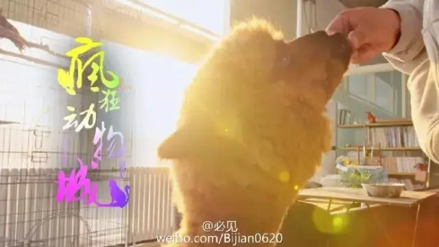 宠物训导师 一种你想象不到的生活方式 哔哩哔哩