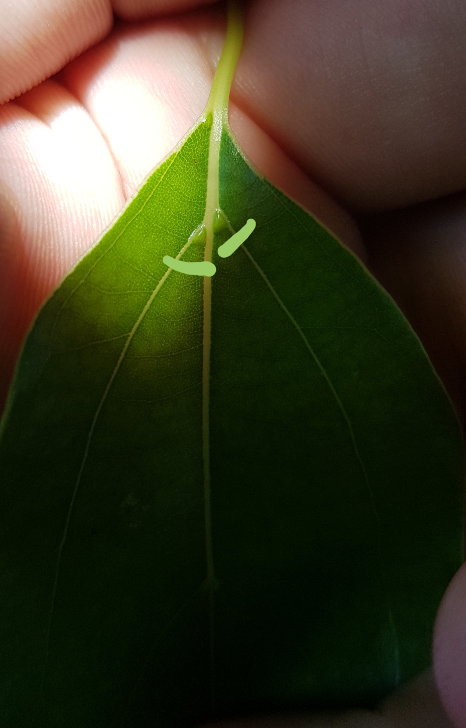 叶绿色或黄绿色,有光泽.(图2) 具离基三出脉.