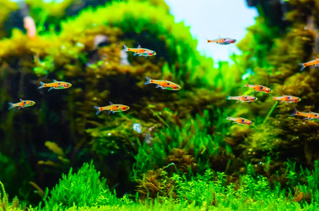 十种最漂亮的小型热带鱼