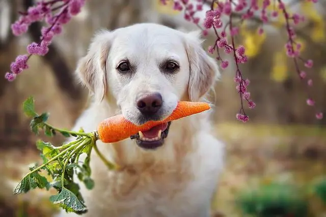 老年犬吃什么能预防癌症？给狗狗吃这8种食物，还能提高免疫力