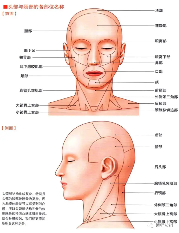 3d解剖丨头颈部 颅脑 满是干货速收藏 哔哩哔哩