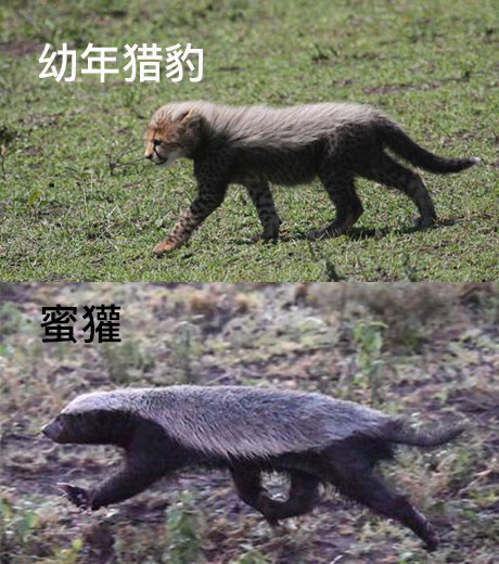 世间奇怪生物_奇怪世间生物有哪些_世界上奇奇怪怪的生物