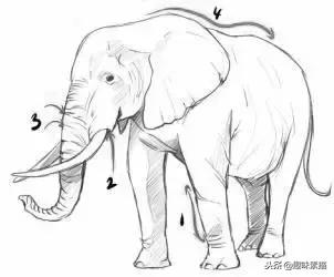 兴趣 绘画 够你画一整年的动物速写教程!