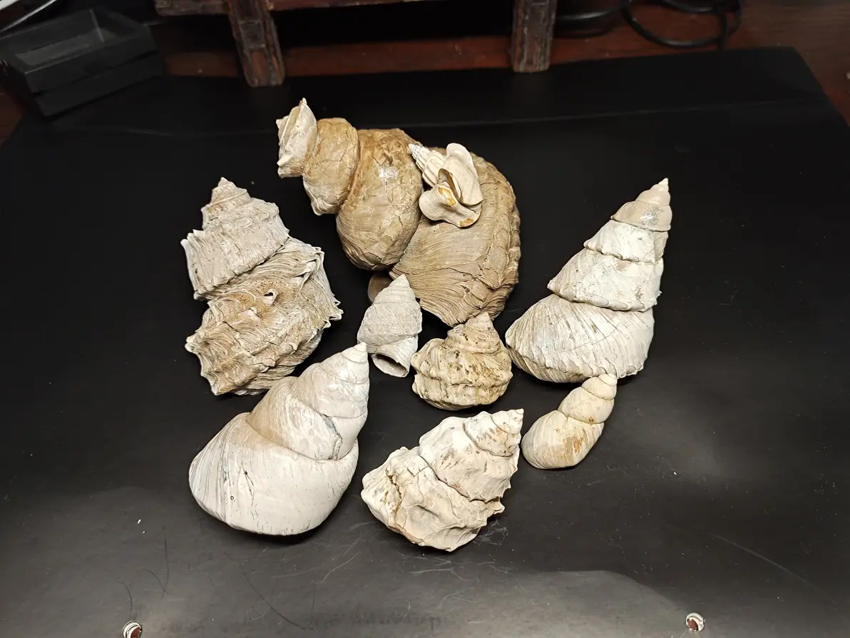 螺蛳历史九年级上18下
第1张 螺蛳历史九年级上18下
第1张