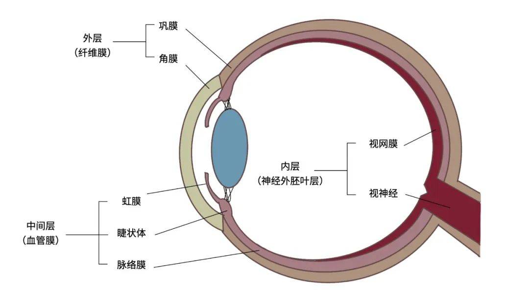 眼科科普|动物眼部解剖结构图文详解 - 哔哩哔哩