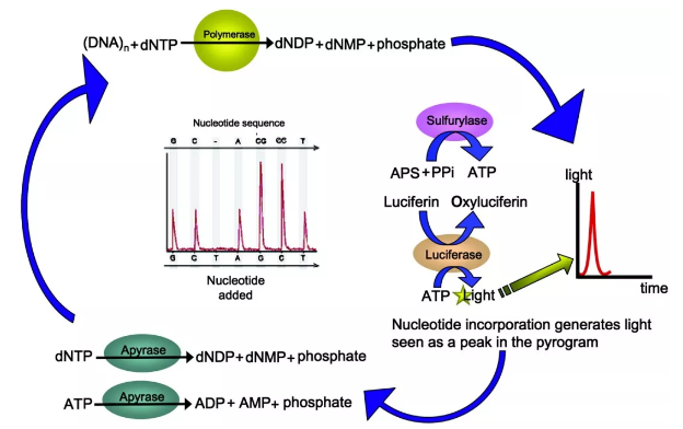 焦磷酸测序原理[8]