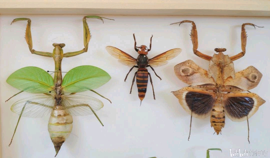 虫皇帝之昆虫军vs毒虫军登场选手图鉴2