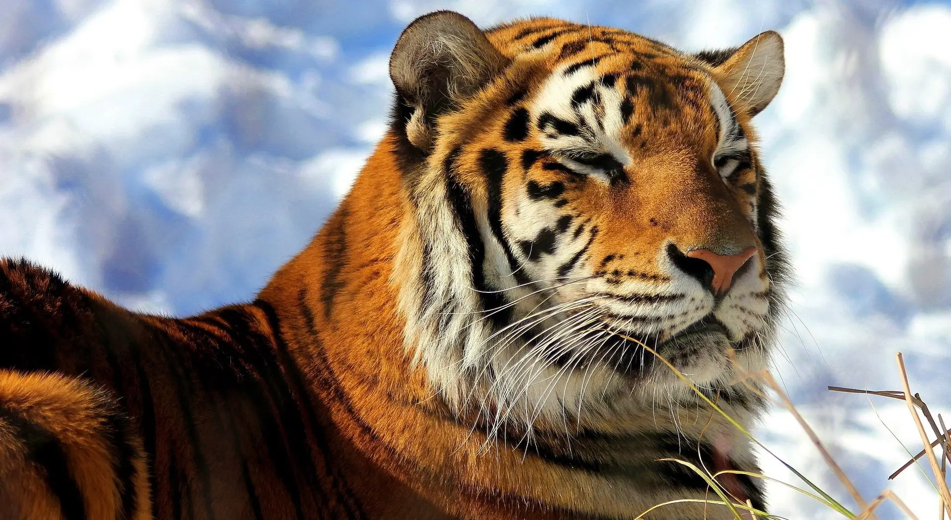 老虎摄影合集2,(淘宝素材) - 哔哩哔哩