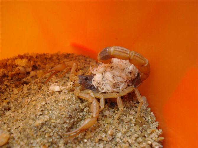 蝎子的科普第四篇东亚正钳蝎