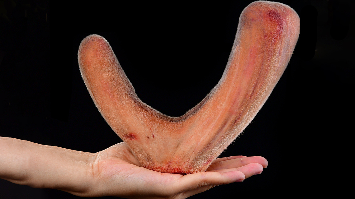 李奶奶家梅花鹿茸怎么辨别看完再也不会上当了