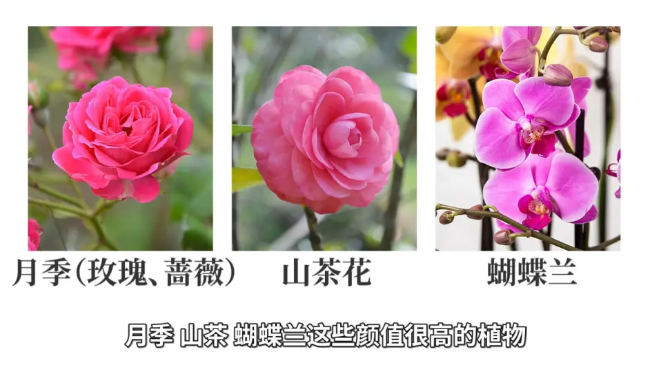 对猫有毒的植物 下篇 常见植物如何查询是否有毒 文字版 哔哩哔哩