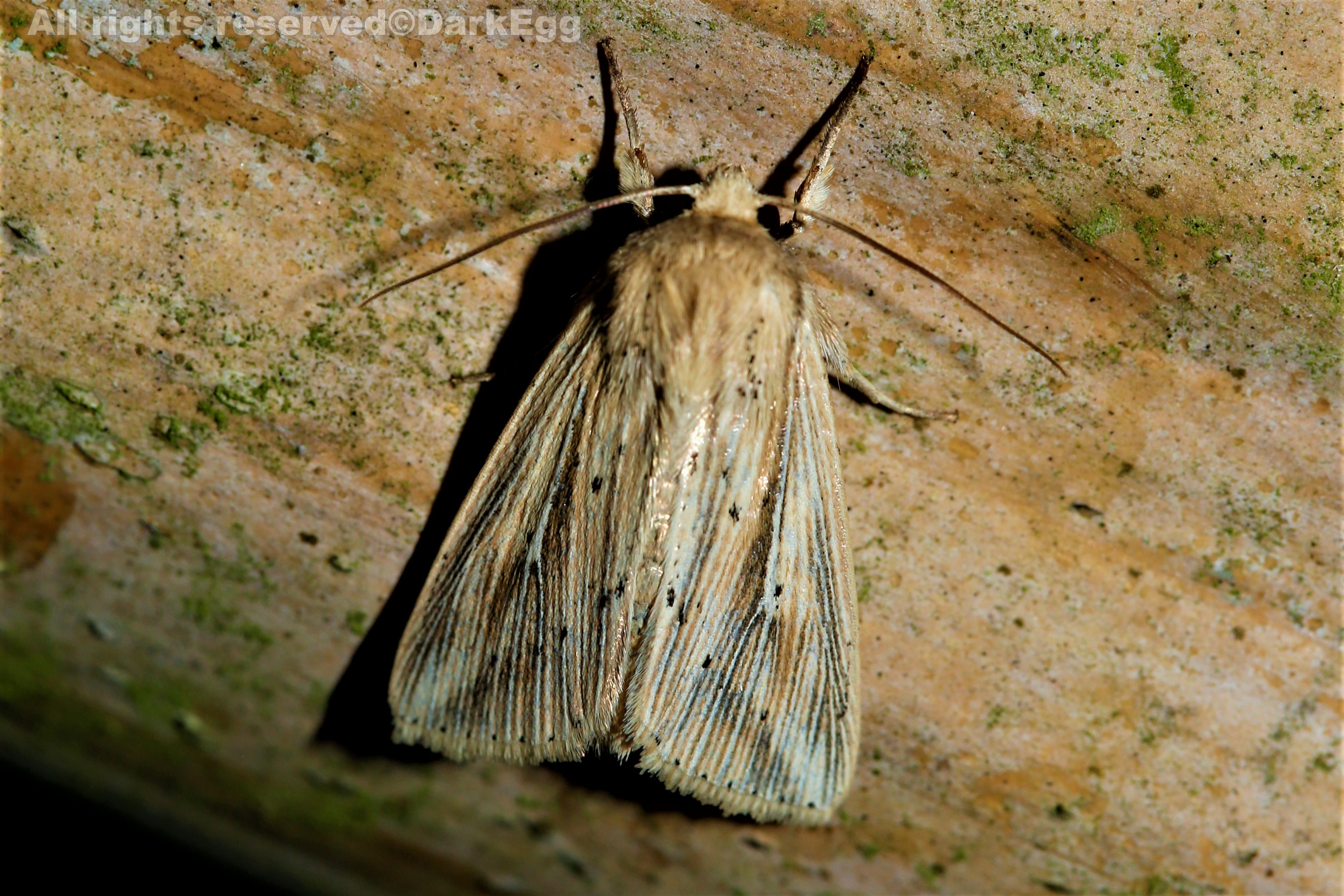 西南虫记叙永画稿溪20180908三