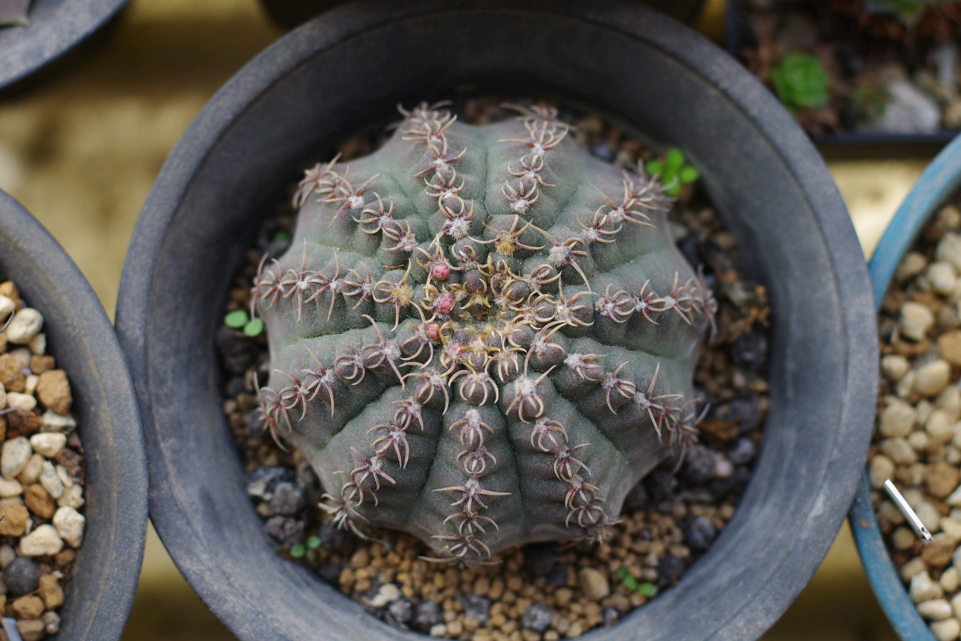 瑞昌玉.养了五年,从咪咪小养起.刺不是特别白,但体型好看.