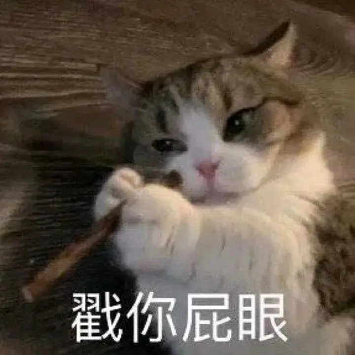 小猫咪不懂主人的忽冷忽热凶萌表情包二 哔哩哔哩