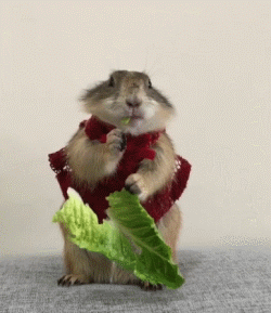 作为近些年来宠物界的新贵原来土拨鼠也可以这么萌