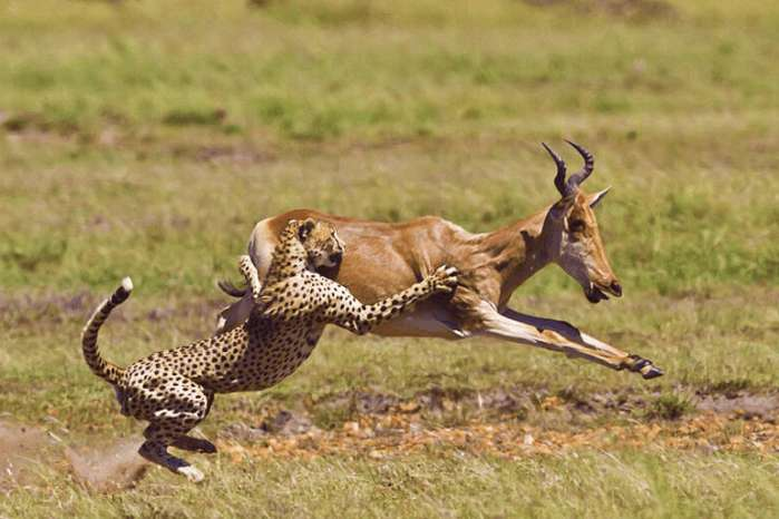 为什么食肉动物的眼睛在前方,食草动物的眼睛却长在两侧-002期