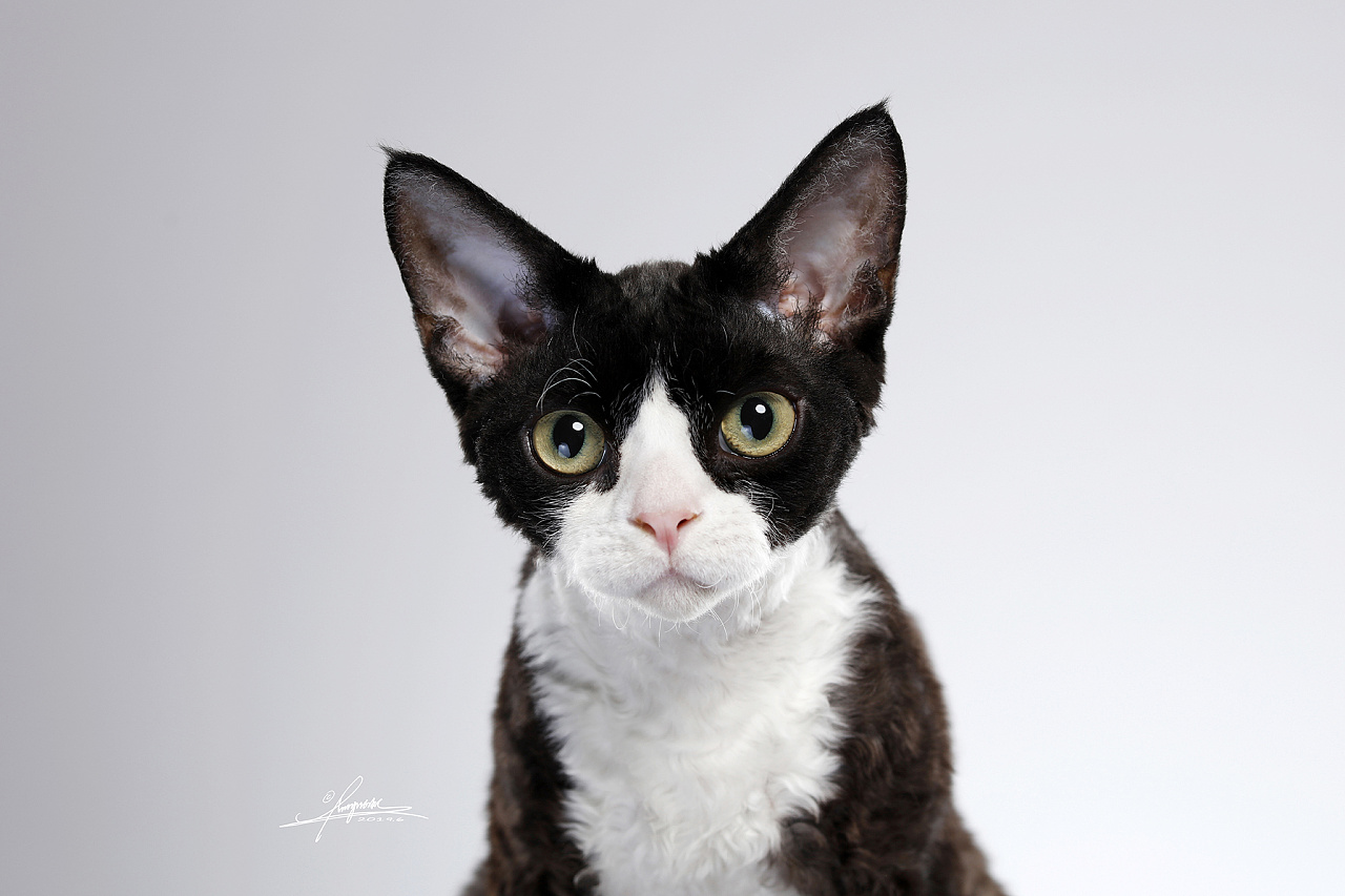 德文卷毛猫|猫中精灵还是猫中之狗? - 哔哩哔哩