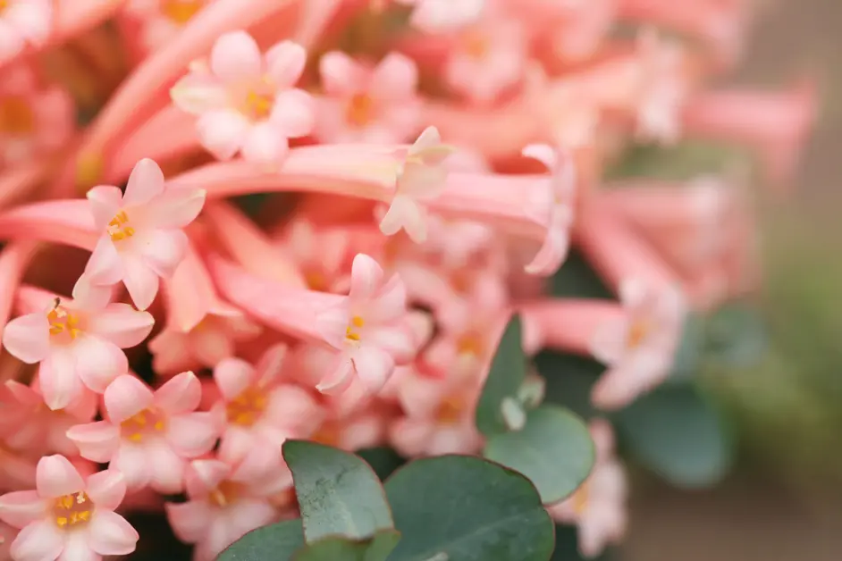 垂筒花 过年开花的多年生常绿球根植物 哔哩哔哩 垂筒花 过年开花的多年生常绿球根植物 哔哩哔哩